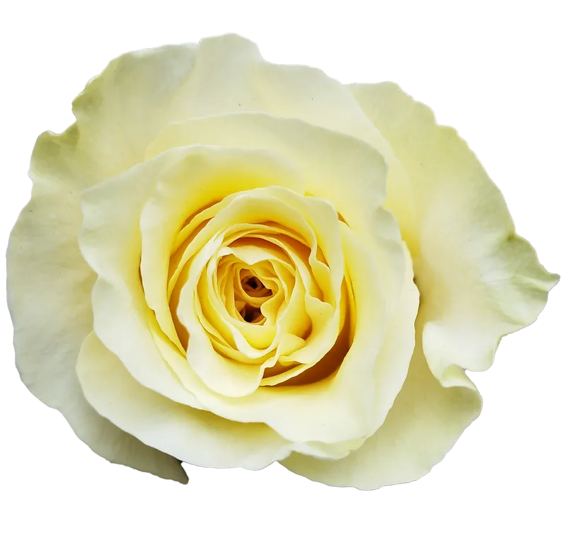 White Shimmer
