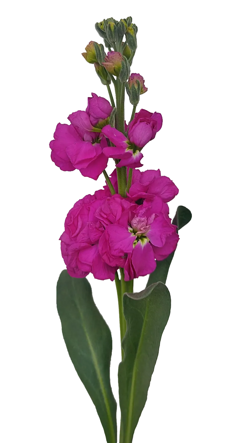 Stock Hot Pink