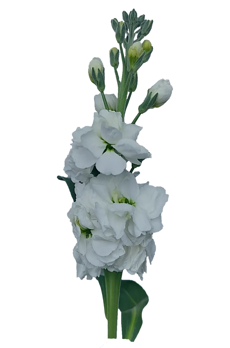 Stock White